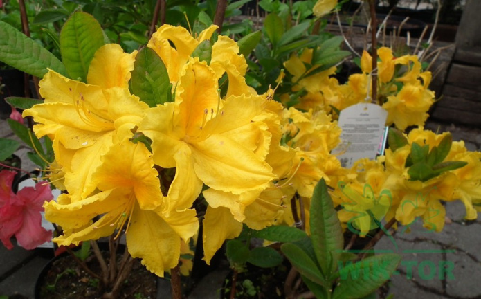 Azalia złota azalie Limetta żółta rhododendron- Ogrodniczy sklep internetowy WIK-TOR